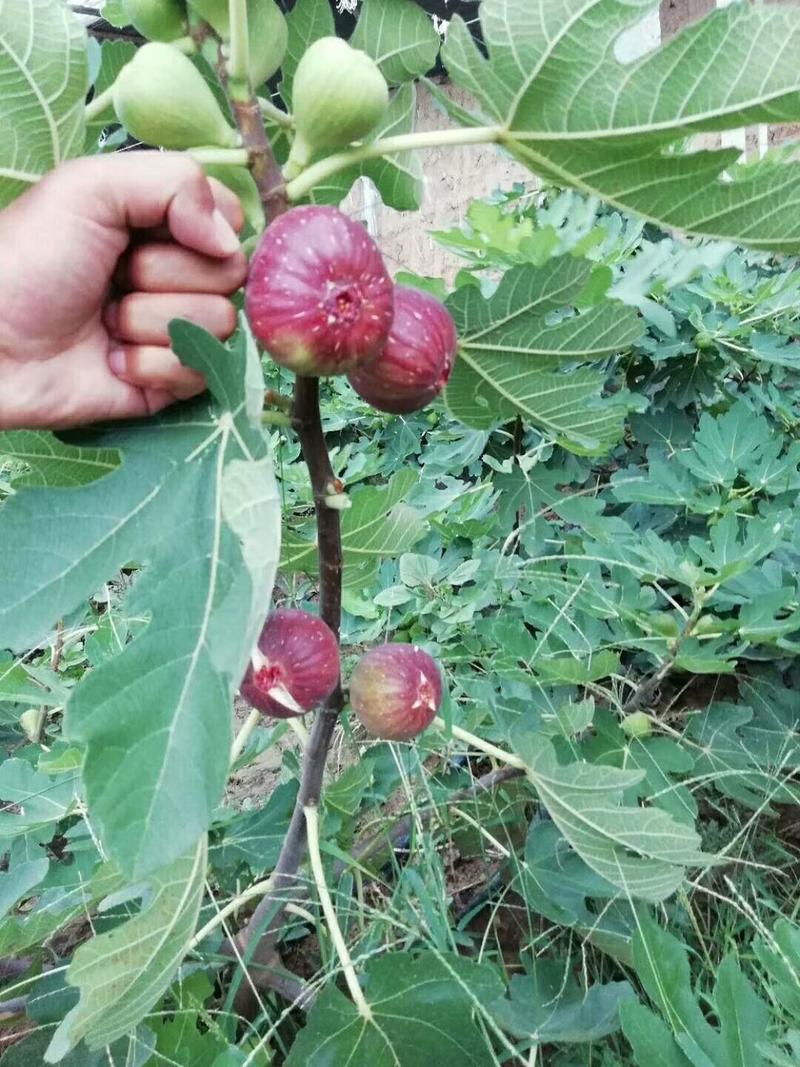 无花果苗，波姬红，金傲芬，布兰瑞克，当年结果，高产易活