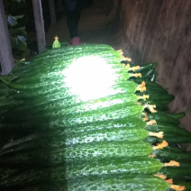 大量大棚青瓜，大量上市，大量有货，量大从优。。。