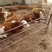 肉牛犊育肥肉牛屠宰牛吨牛价格低养殖场直发