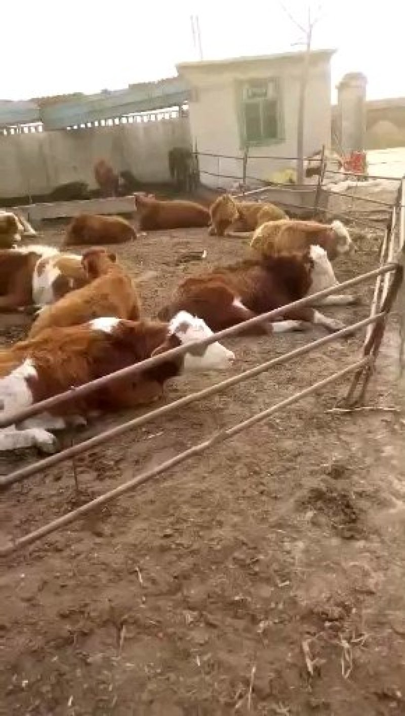 肉牛犊育肥肉牛屠宰牛吨牛价格低养殖场直发