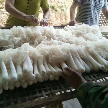 大金湖.尚书品.深山土特产.竹荪