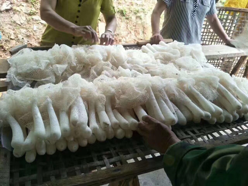 大金湖.尚书品.深山土特产.竹荪