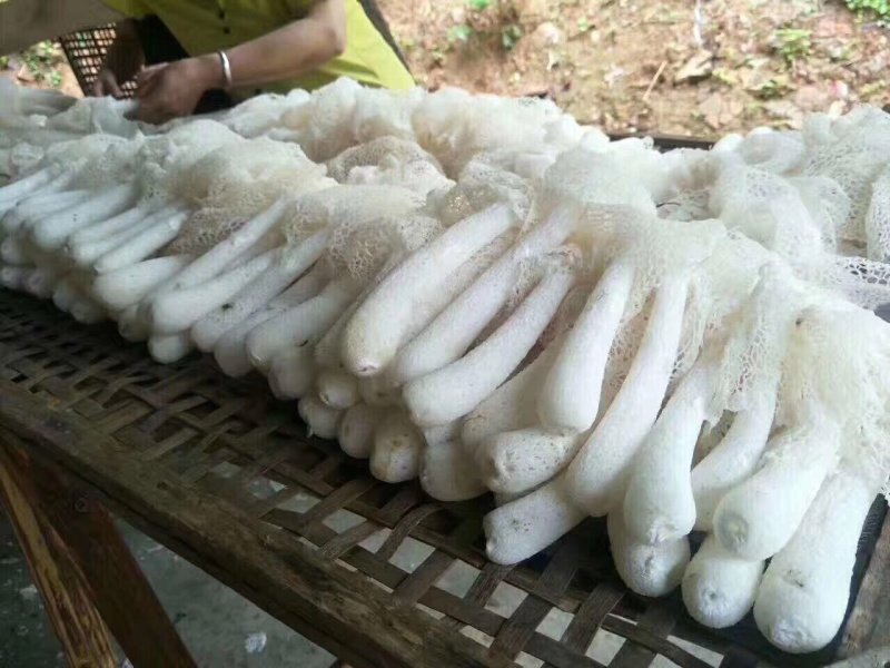 大金湖.尚书品.深山土特产.竹荪
