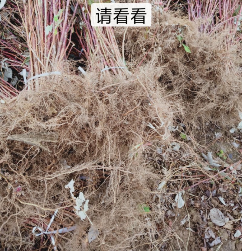 树莓红树莓双季红树莓苗树莓苗红树莓苗