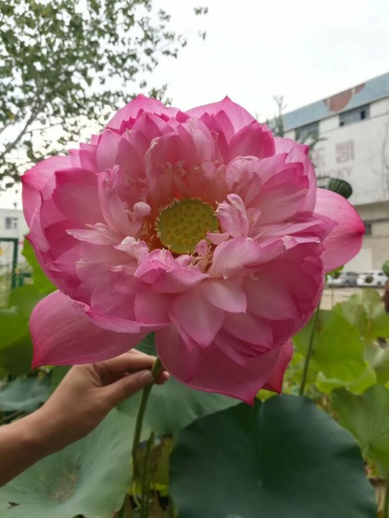 观赏荷花苗精品荷花苗批发价包邮各种观赏型荷花苗