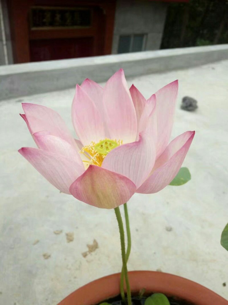 观赏荷花苗精品荷花苗批发价包邮各种观赏型荷花苗