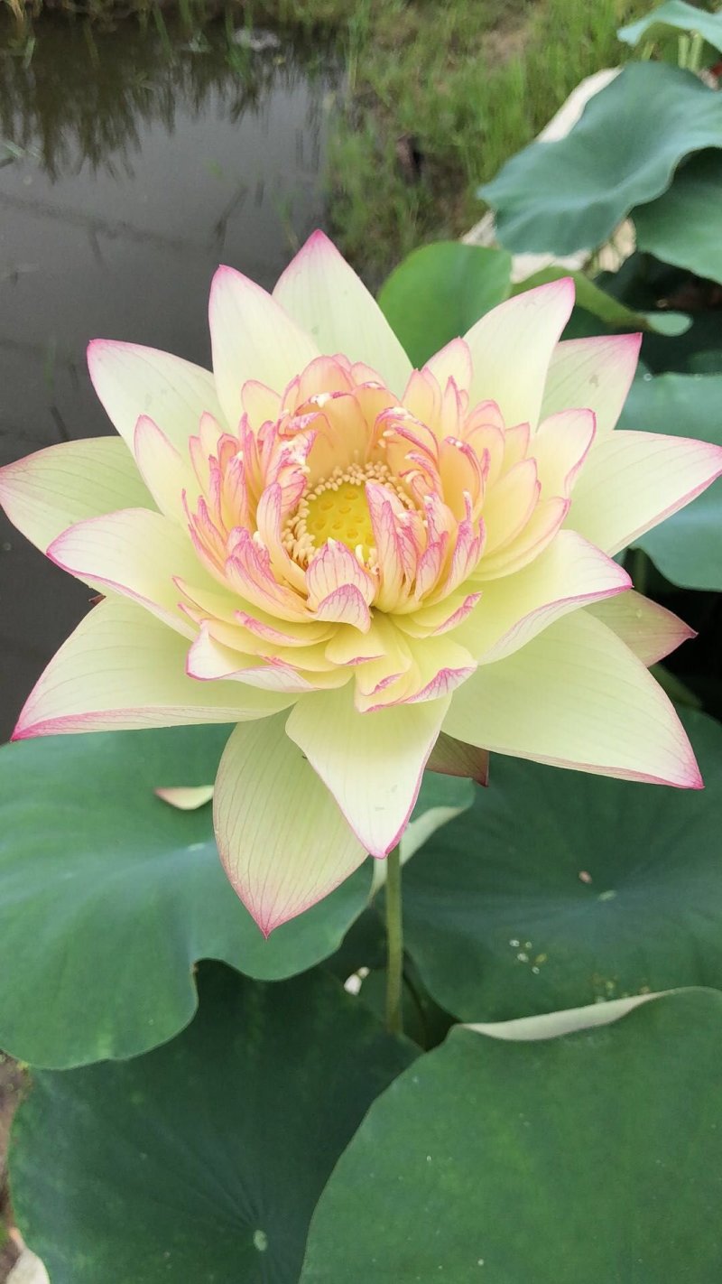 观赏荷花苗精品荷花苗批发价包邮各种观赏型荷花苗