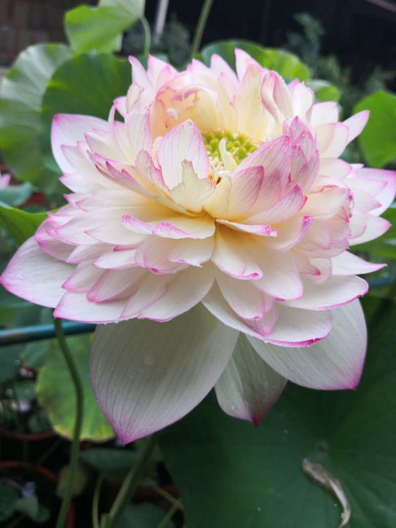 观赏荷花苗精品荷花苗批发价包邮各种观赏型荷花苗