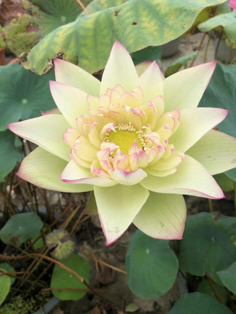 观赏荷花苗精品荷花苗批发价包邮各种观赏型荷花苗