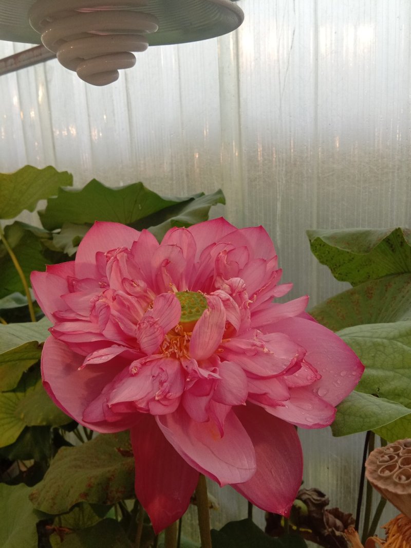 观赏荷花苗精品荷花苗批发价包邮各种观赏型荷花苗