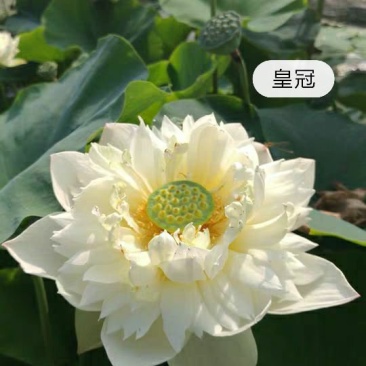 荷花苗观赏荷花苗重瓣荷花苗盆栽荷花苗精品荷花苗
