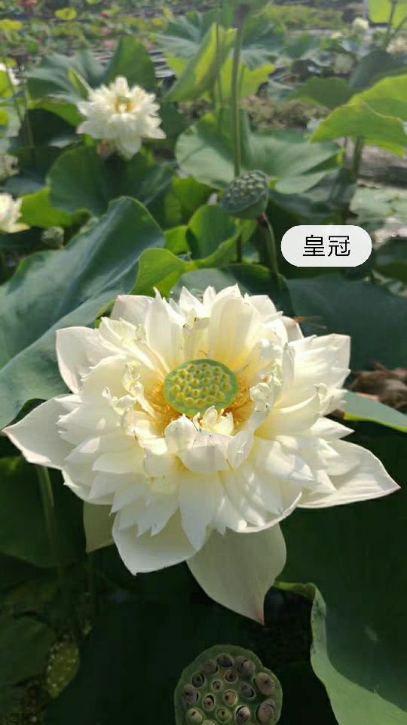 荷花苗观赏荷花苗重瓣荷花苗盆栽荷花苗精品荷花苗