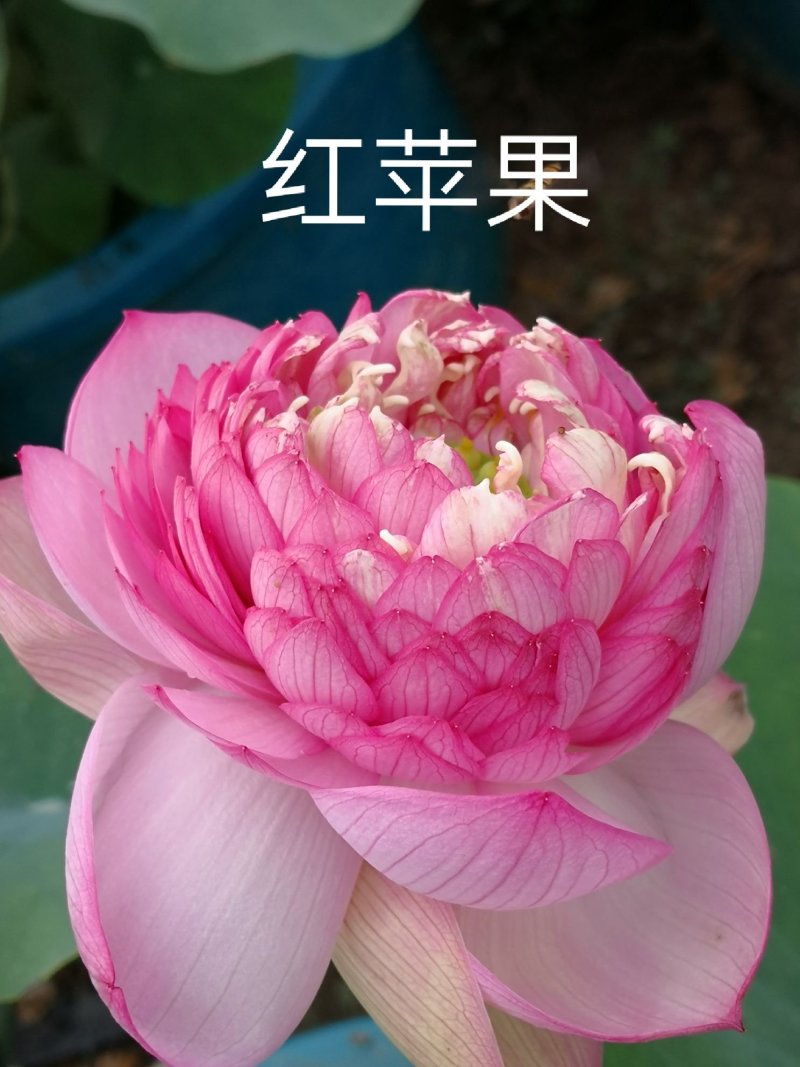 荷花苗观赏荷花苗重瓣荷花苗盆栽荷花苗精品荷花苗