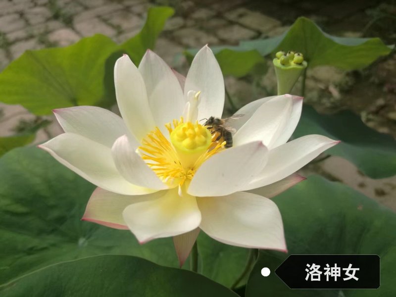 荷花苗观赏荷花苗重瓣荷花苗盆栽荷花苗精品荷花苗
