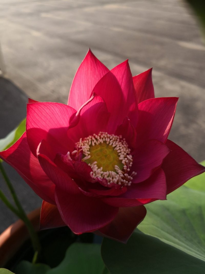 荷花苗观赏荷花苗精品荷花盆栽荷花苗批发包邮