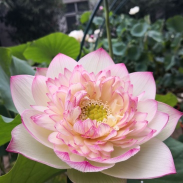 荷花苗观赏荷花苗精品荷花盆栽荷花苗批发包邮
