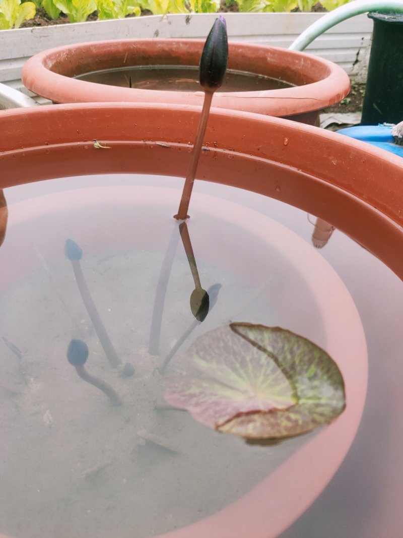 睡莲精品睡莲耐寒睡莲热带睡莲根块批发包邮