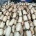莲藕种苗莲藕苗南斯拉夫美国雪莲种苗，鄂莲10号，高产种苗
