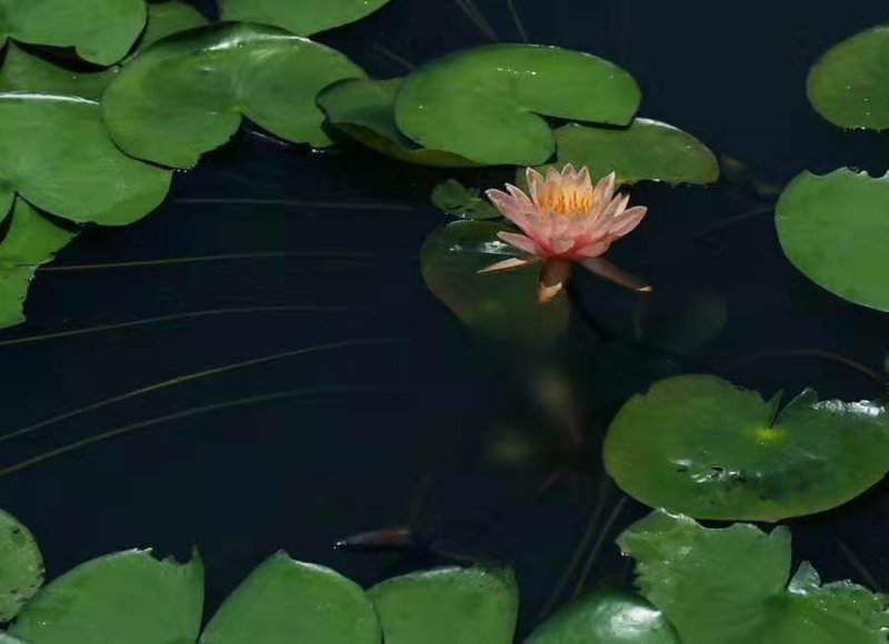睡莲精品睡莲各种睡莲热带睡莲耐寒睡莲四季睡莲