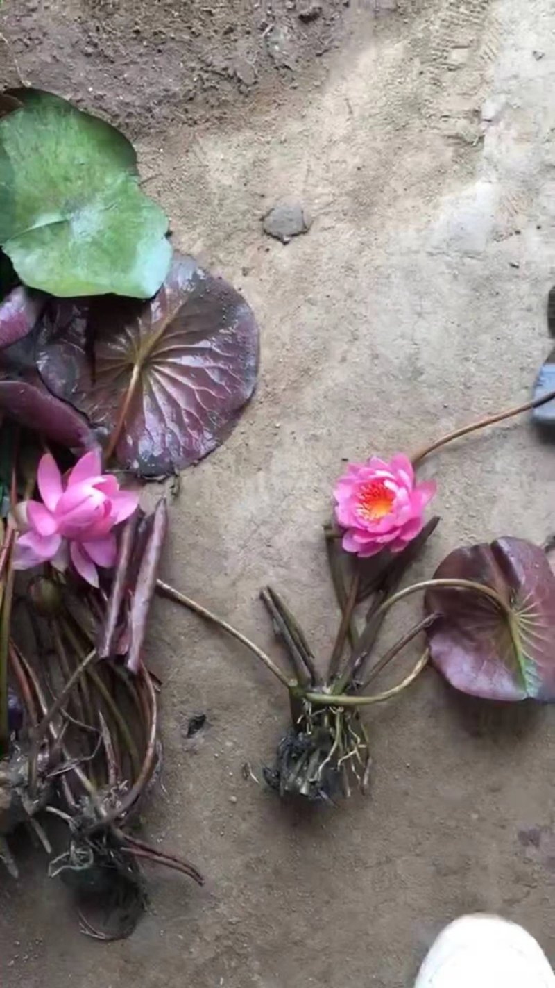 睡莲精品睡莲各种睡莲热带睡莲耐寒睡莲四季睡莲