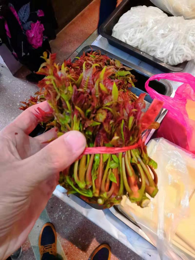 广西四季红油香椿种子香椿苗发芽率高产量高编织袋双层包装