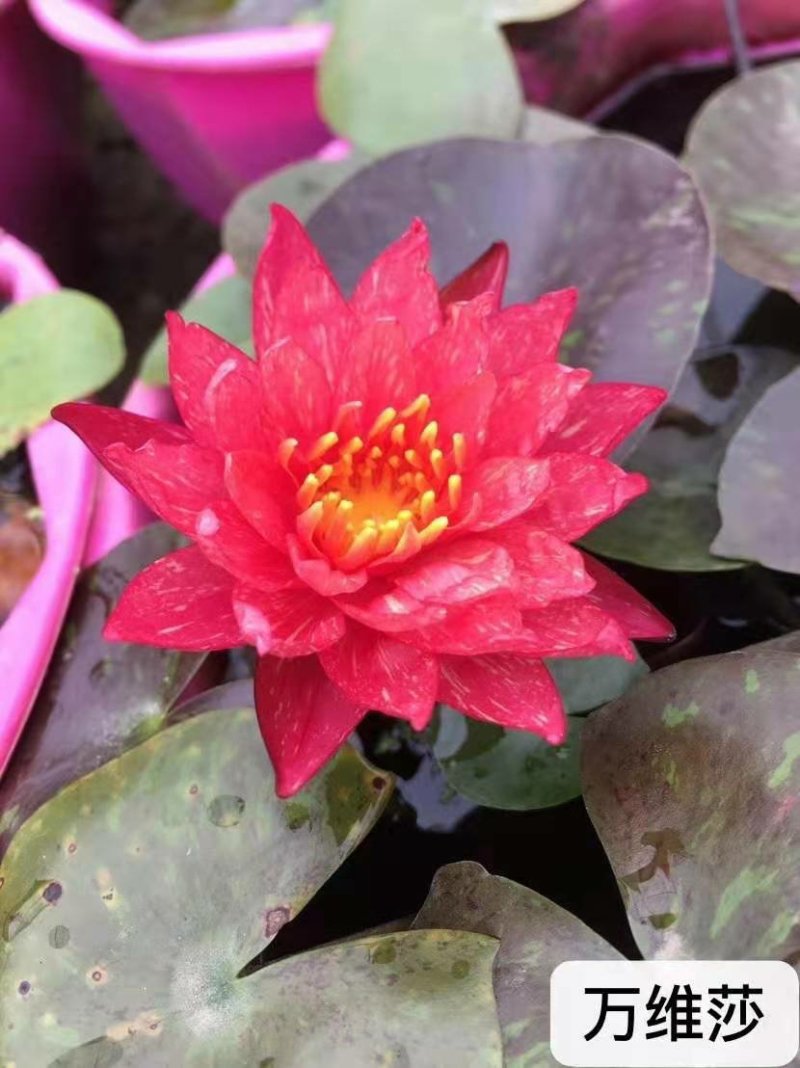 睡莲精品睡莲热带睡莲耐寒睡莲各种睡莲根块批发包邮