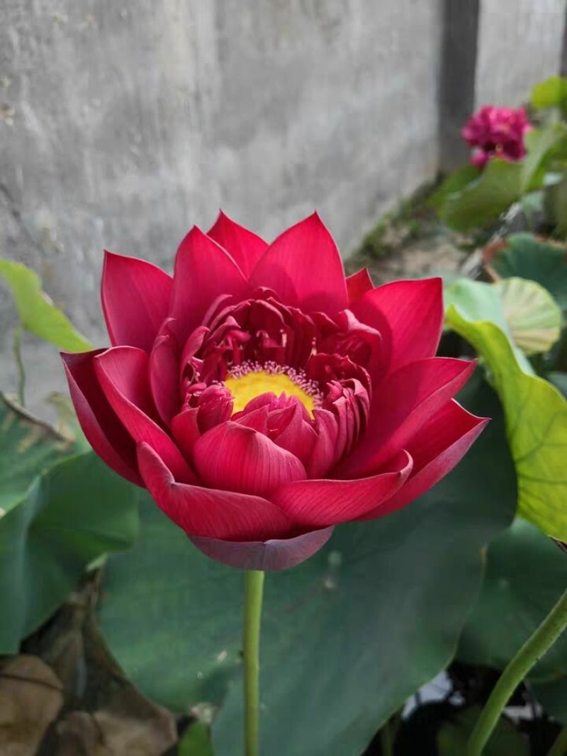 盆栽荷花苗精品荷花苗观赏荷花苗单瓣重瓣基地直销