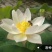 盆栽荷花苗精品荷花苗观赏荷花苗单瓣重瓣基地直销