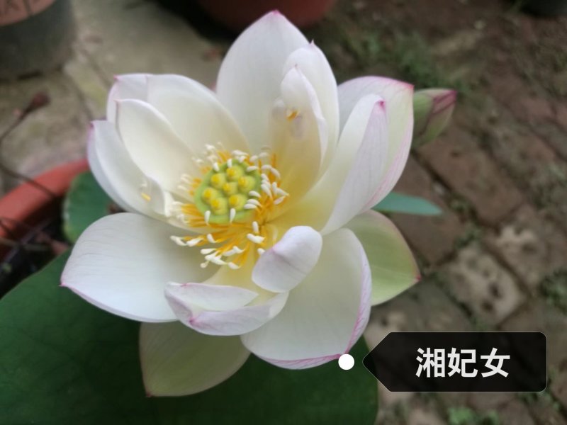 盆栽荷花苗精品荷花苗观赏荷花苗单瓣重瓣基地直销