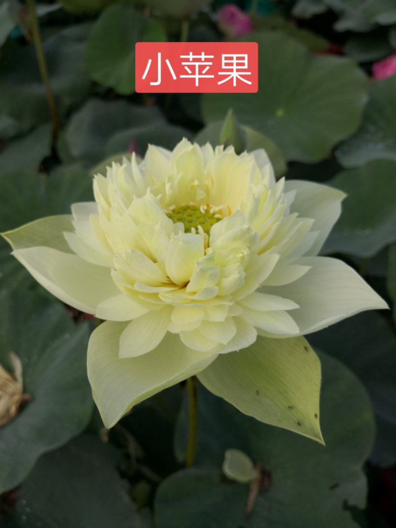 盆栽荷花苗精品荷花苗观赏荷花苗单瓣重瓣基地直销