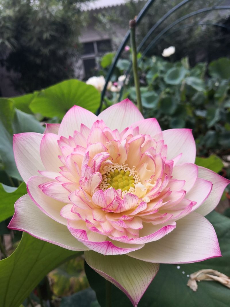 盆栽荷花苗精品荷花苗观赏荷花苗单瓣重瓣基地直销