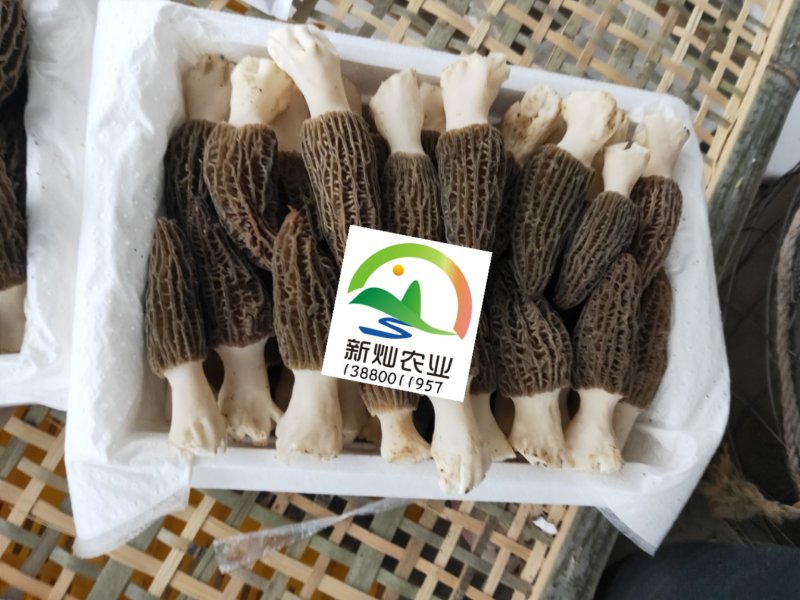 2020羊肚菌鲜货基地直供！