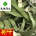 荷叶干荷叶丝好统货供应各种中药材！