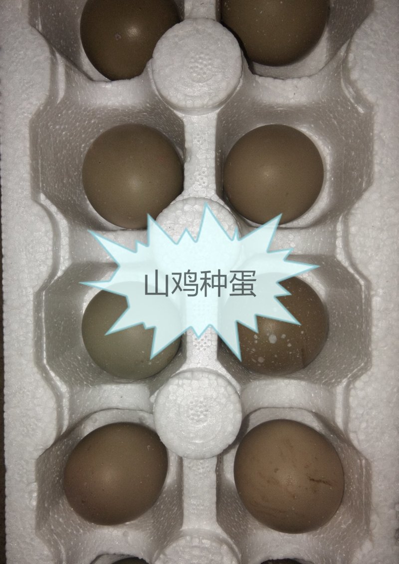 山鸡受精蛋白山鸡种蛋防震包装美丽环境受精高