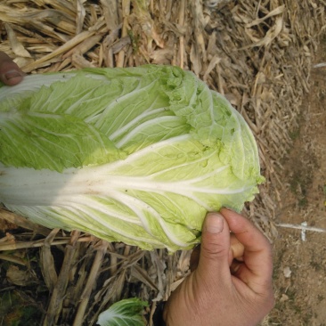 本地优质大白菜，质量好常年供应量大从优，