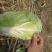 本地优质大白菜，质量好常年供应量大从优，