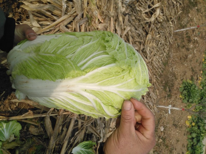 本地优质大白菜，质量好常年供应量大从优，