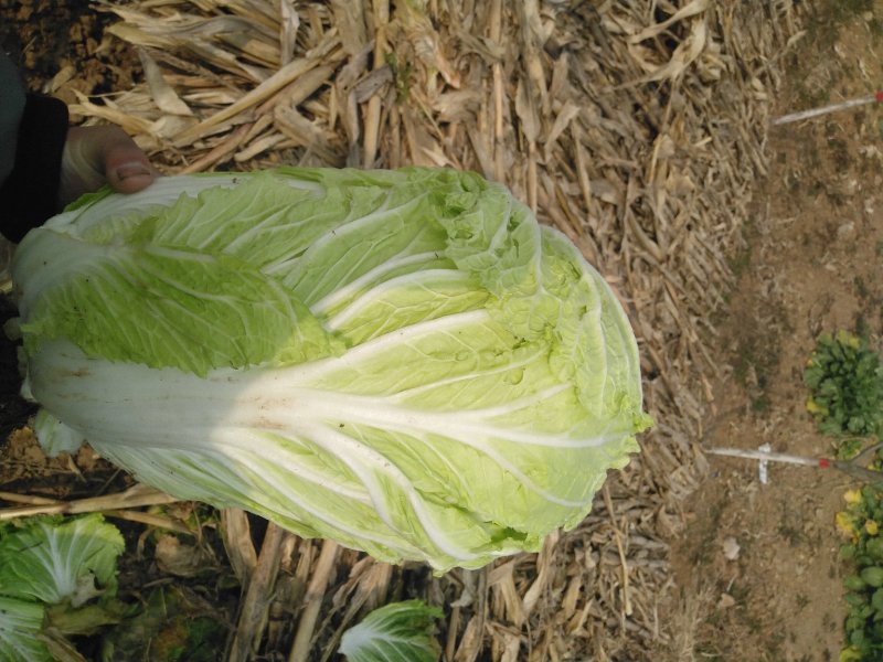 本地优质大白菜，质量好常年供应量大从优，