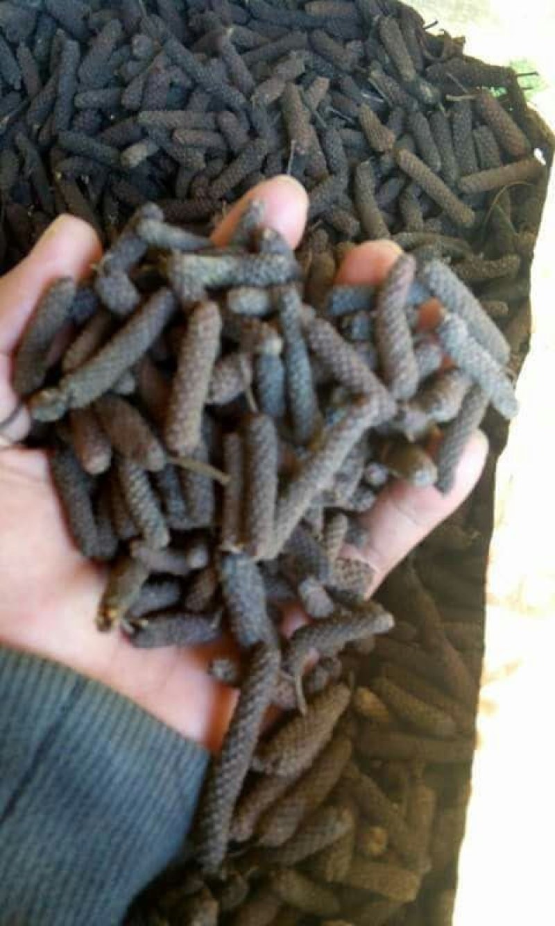 毕拨荜茇