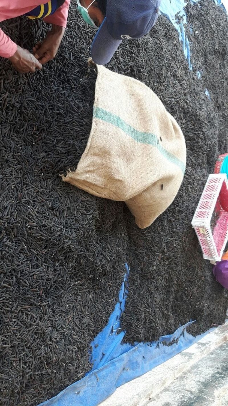 毕拨荜茇