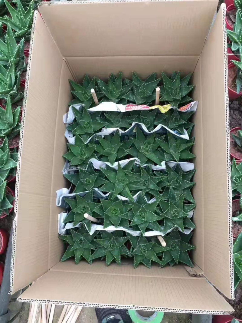 不夜城基地直销优选品质发货货源充足
