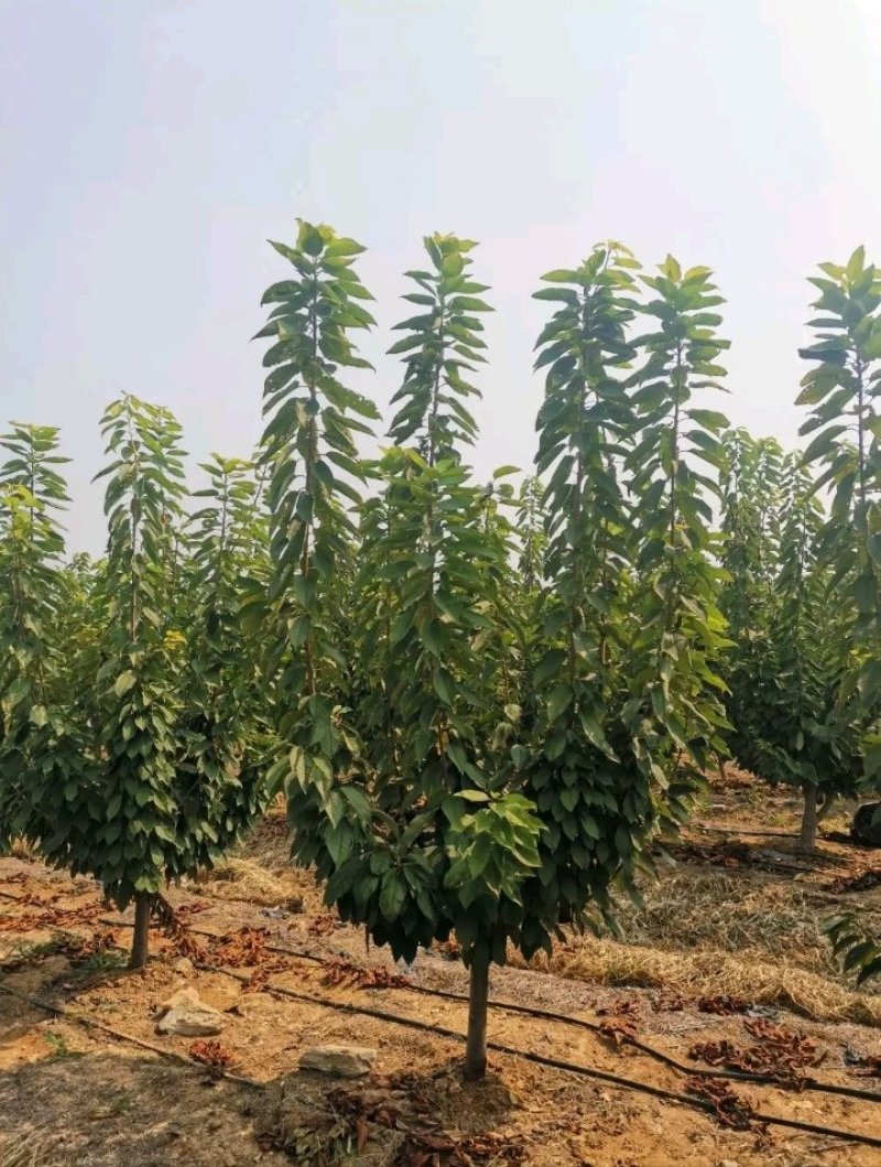车里子矮化大樱桃苗:俄罗斯八号樱桃苗苗，黑珍珠，美早。