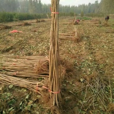 车里子矮化大樱桃苗:俄罗斯八号樱桃苗苗，黑珍珠，美早。