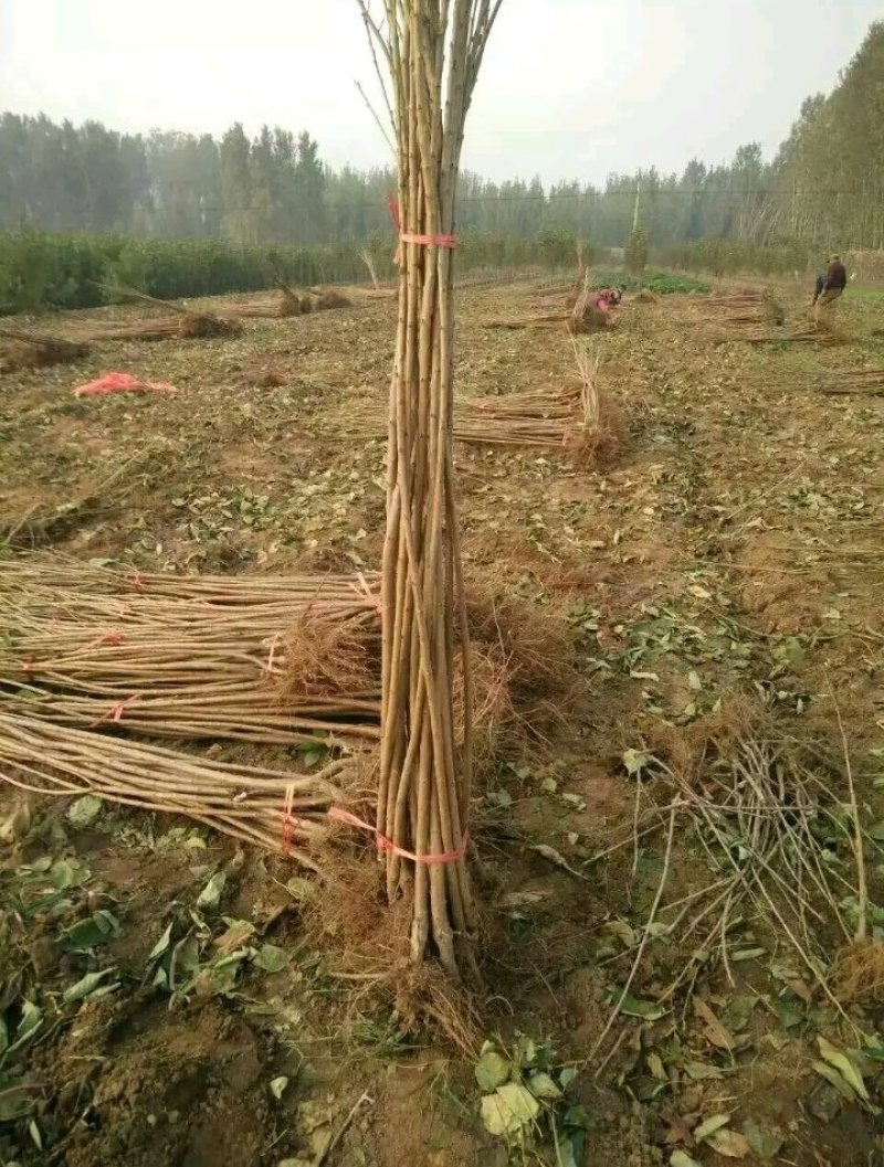 车里子矮化大樱桃苗:俄罗斯八号樱桃苗苗，黑珍珠，美早。