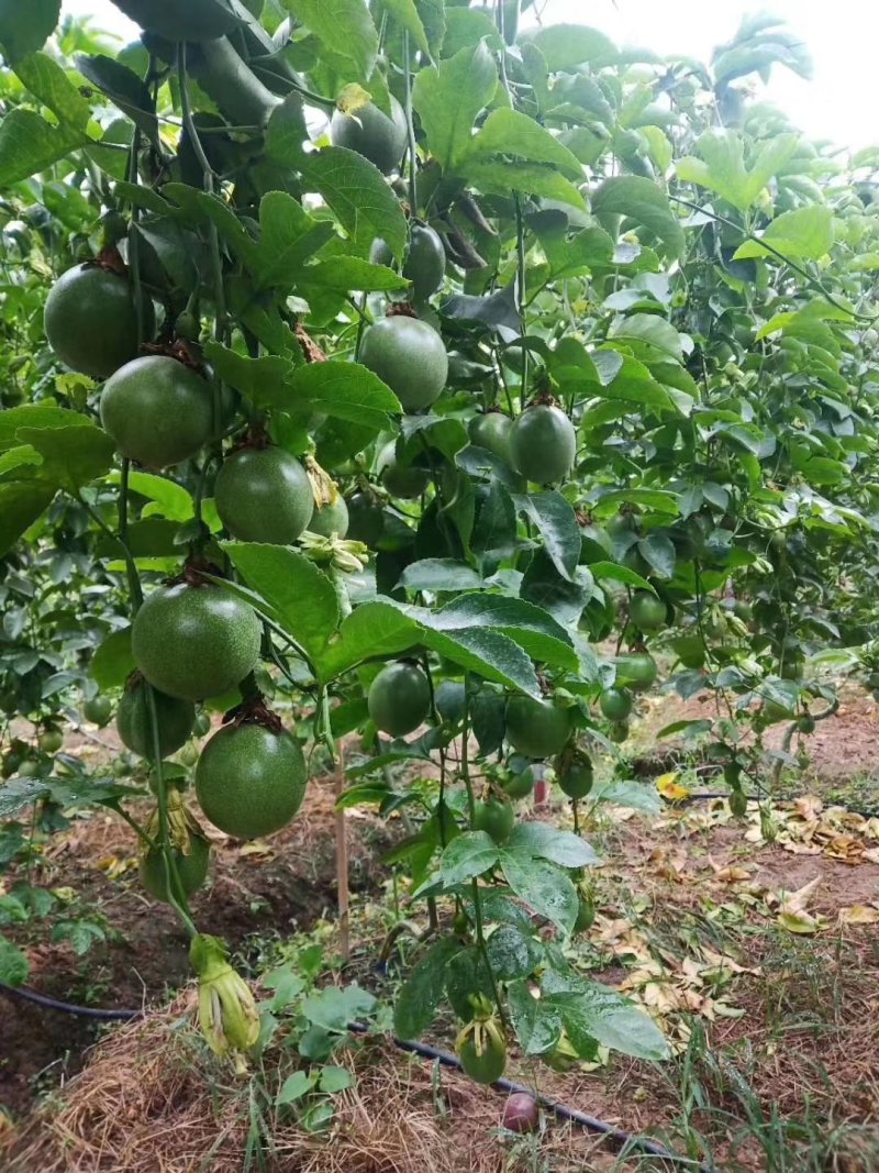 黄金百香果苗场地大量有苗供应