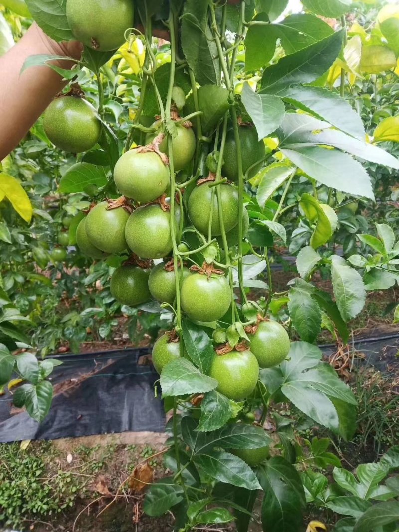 黄金百香果苗场地大量有苗供应