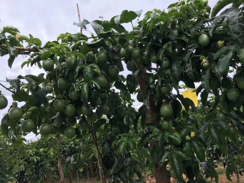 黄金百香果苗场地大量有苗供应