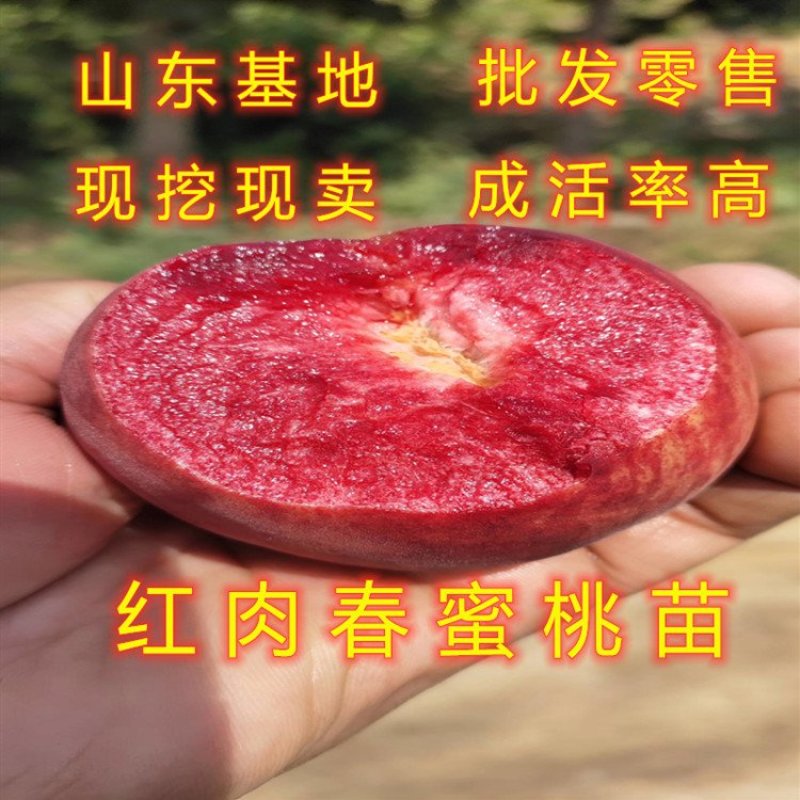 丽江雪桃苗晚熟桃树苗嫁接桃树苗南北方种植品种桃树苗