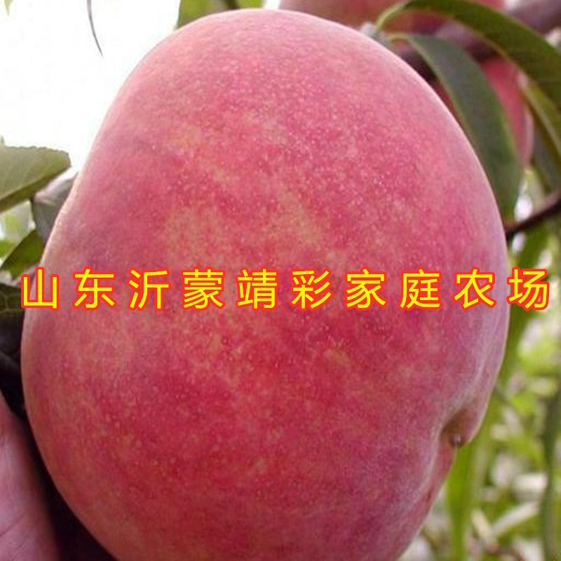 丽江雪桃苗晚熟桃树苗嫁接桃树苗南北方种植品种桃树苗