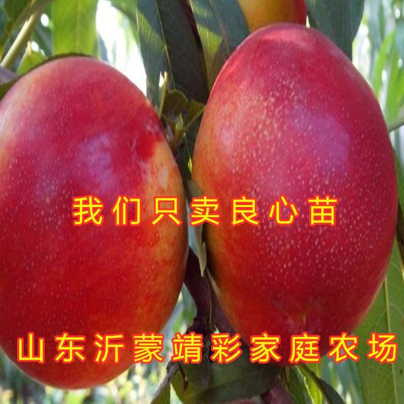 丽江雪桃苗晚熟桃树苗嫁接桃树苗南北方种植品种桃树苗